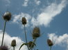 Teasels