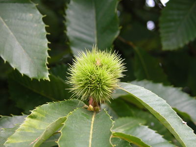 Sweet Chestnut