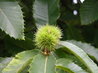 Sweet Chestnut