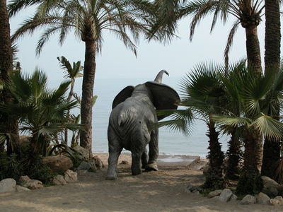 Elephant 'Shower'