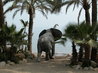 Elephant 'Shower'