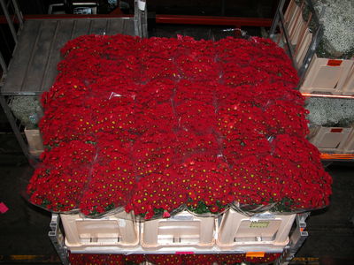 FloraHolland