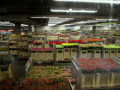 Flower Auction Warehouse