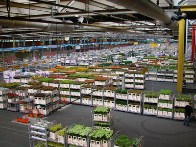 FloraHolland