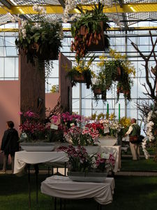 Orchid Display