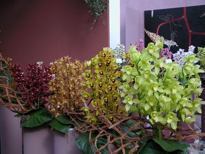 Orchid Display