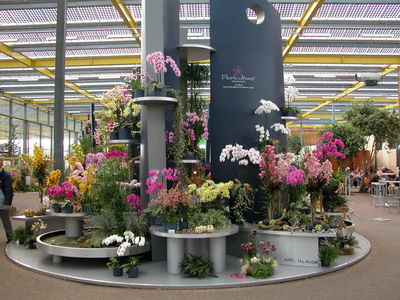 Orchid Display