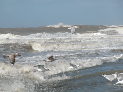 Seagulls in flight