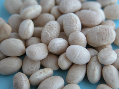 Haricot Beans