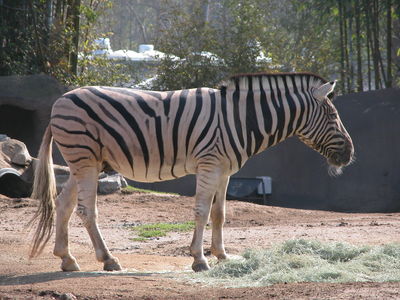 San Diego Zoo