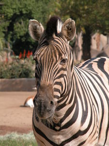 San Diego Zoo