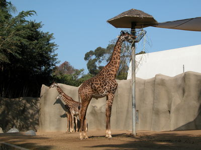 San Diego Zoo