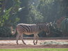 Zebra walking along