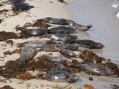 Seals on the Beach