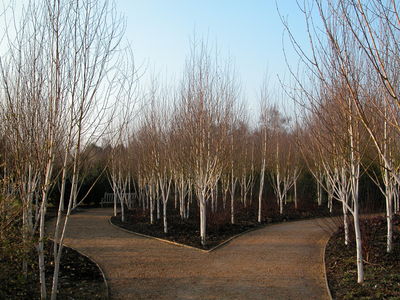 Winter Walk