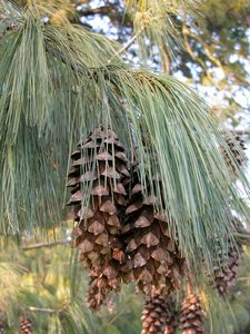 Pine Cones