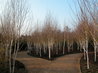Winter Walk