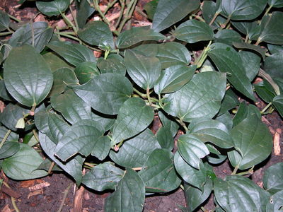 Piper nigrum