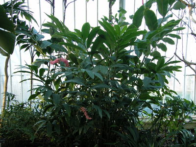 Alpinia purpurata 'Eileen MacDonald'