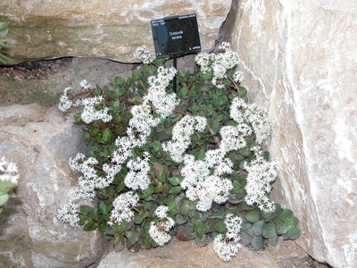 Crassula lactea
