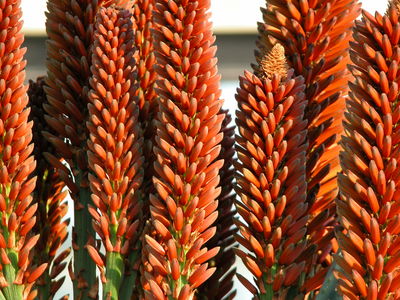 Aloe ferox x arborescens