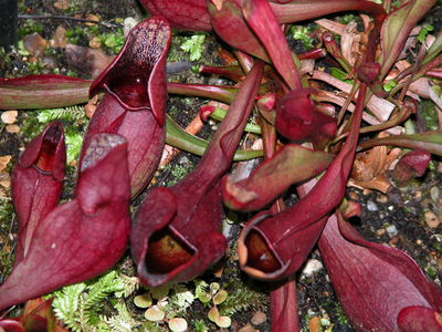 Sarracenia purpurea
