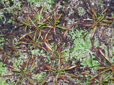 Drosera capensis