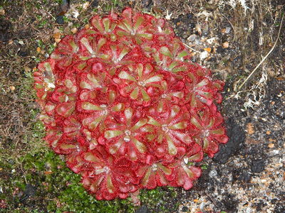 Drosera natalensis