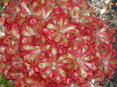 Drosera natalensis