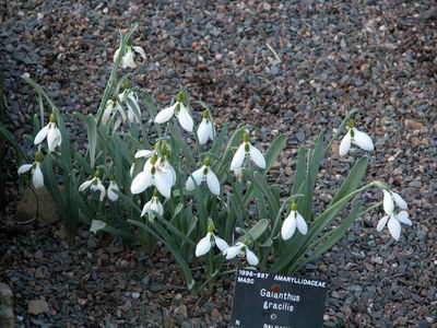 Galanthus gracilis
