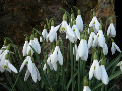 Galanthus gracilis