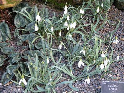 Galanthus gracilis