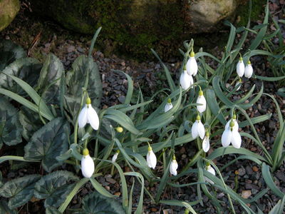 Galanthus gracilis