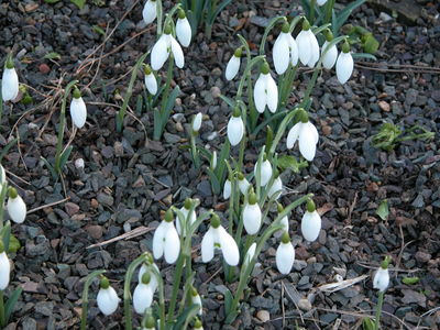 Galanthus gracilis