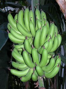 Musa acuminata 'Dwarf Cavendish'