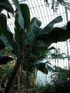 Musa acuminata 'Dwarf Cavendish'