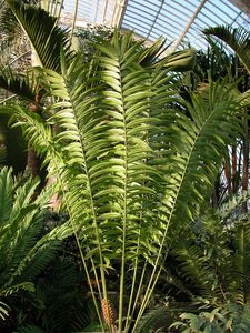 Zamia poeppigiana