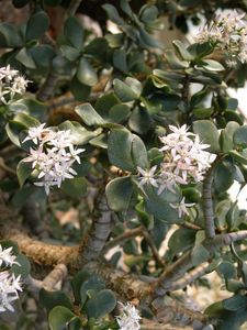 Crassula portulacea