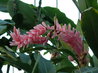 Alpinia purpurata 'Eileen MacDonald'