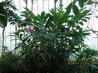 Alpinia purpurata 'Eileen MacDonald'