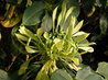 Euadenia eminens