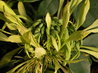 Euadenia eminens
