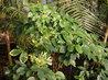 Euadenia eminens