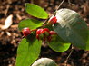 Ochna thomasiana