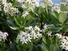 Crassula ovata