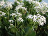 Crassula ovata