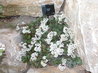 Crassula lactea