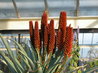 Aloe ferox x arborescens