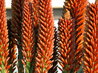 Aloe ferox x arborescens