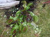 Dionaea muscipula